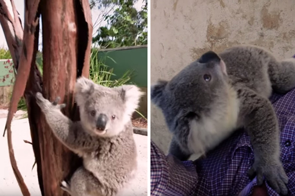 Coala extremamente carente escala rapaz só para conseguir um abraço em vídeo fofo