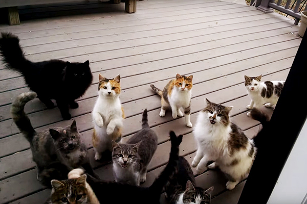 Gatinhos fazem barulho “assustador” para pedir comida em vídeo divertido