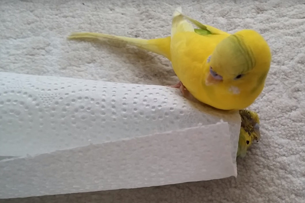 Passarinho “chora” perda de amigo e tenta reanimá-lo em vídeo emocionante