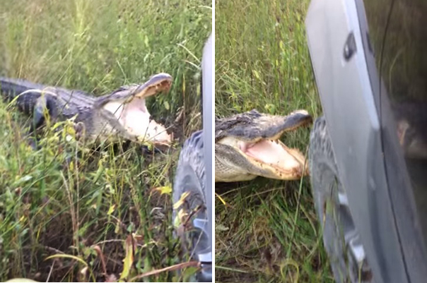 Este vídeo comprova que você não deve brincar com jacarés