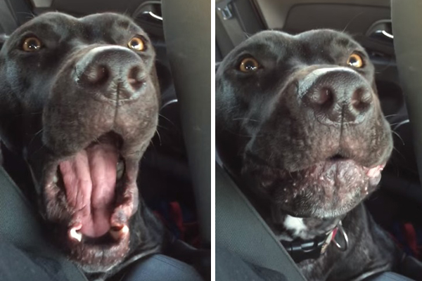 Você vai se identificar com este cachorro ‘cantando’ “Hello”, de Adele