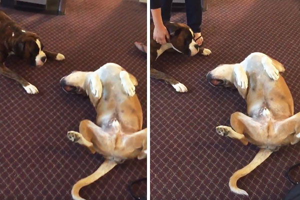 Em “pegadinha” canina, cachorro finge de morto para assustar mascote que é seu melhor amigo