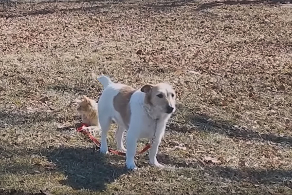 Gato faz pegadinha com cachorro da família e dona registra momento em vídeo