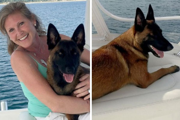 Cachorrinha nada 10 quilômetros e caminha mais 20 quilômetros para reencontrar família