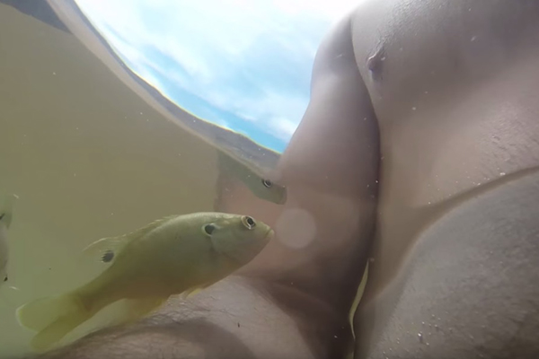 Peixe suicida ataca mamilo de homem em vídeo engraçado que fez sucesso na web