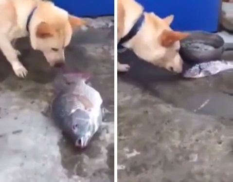 Vídeo de cachorro tentando salvar peixe fora d’água faz sucesso na internet; assista