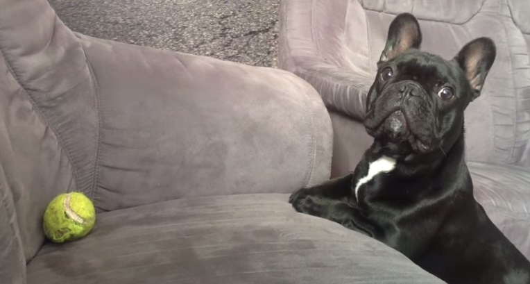 Vídeo de cachorrinho tentando pegar bola no sofá vira hit