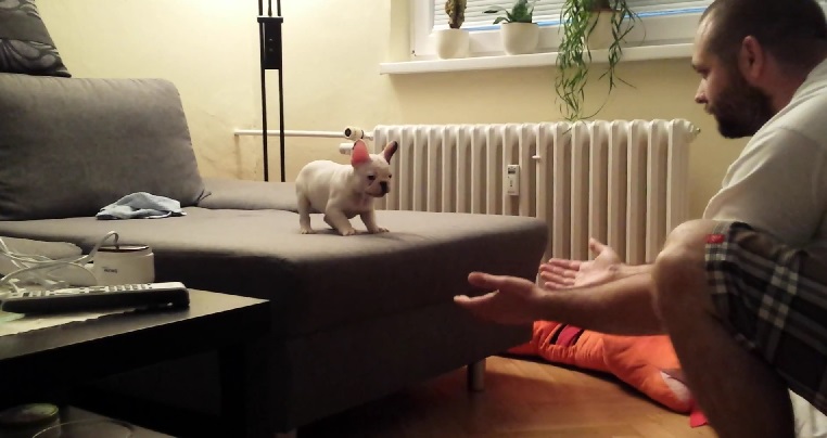 Filhote de buldogue francês adora pular de um sofá para os braços de seu dono