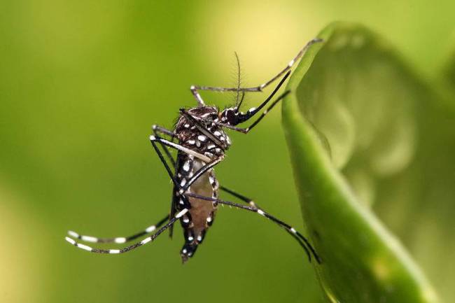 Aedes_aegypti - dengue