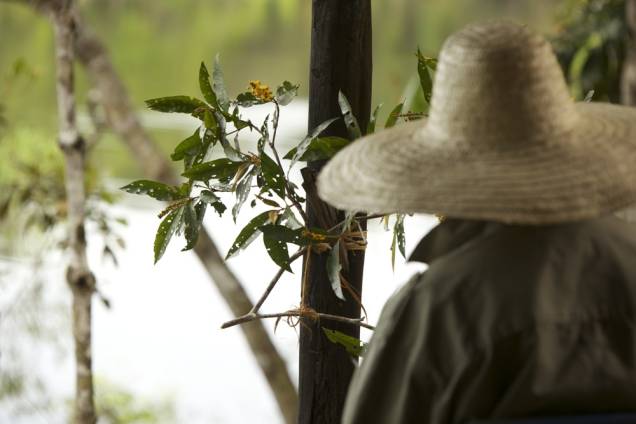 Margaret Mee e a Flor da Lua: a inglesa morou no Brasil por 36 anos