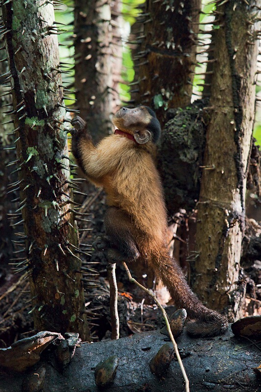 Amazônia: o macaco-prego Castanha, dura sobrevivência na Floresta Amazônica