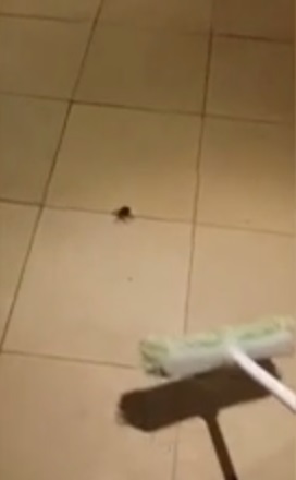 aranha