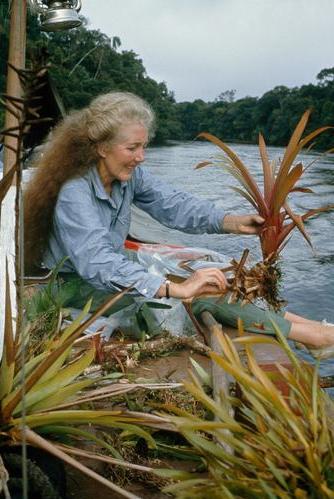 Margaret Mee: amor à natureza