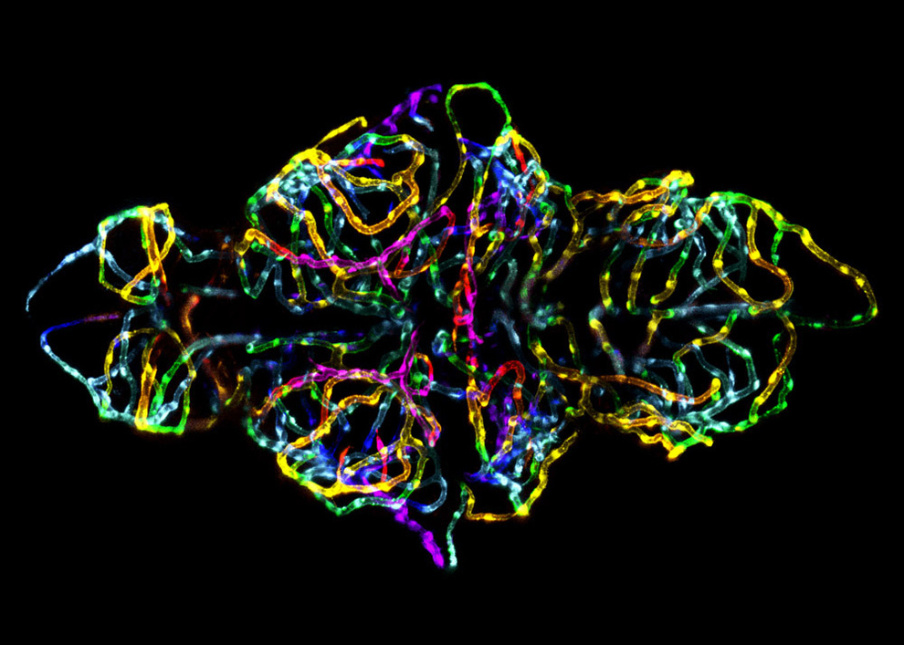 artemicroscopica5