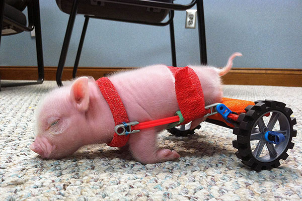 Piglet on Wheels, Florida, America – 01 Feb 2013