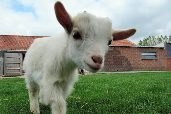 baby_goat_coming_close_by_lonelycrow