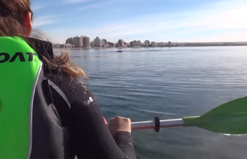 Baleia suspende caiaque onde estavam pai e filha; assista ao vídeo