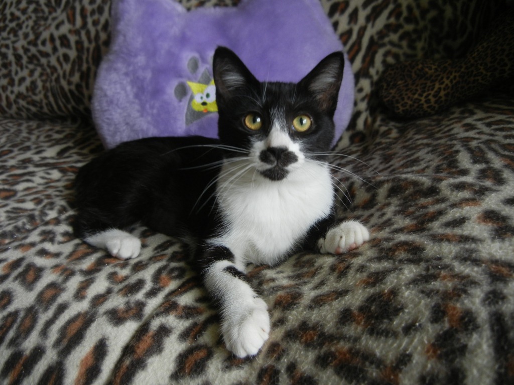 Quer me Adotar? – Baronesa