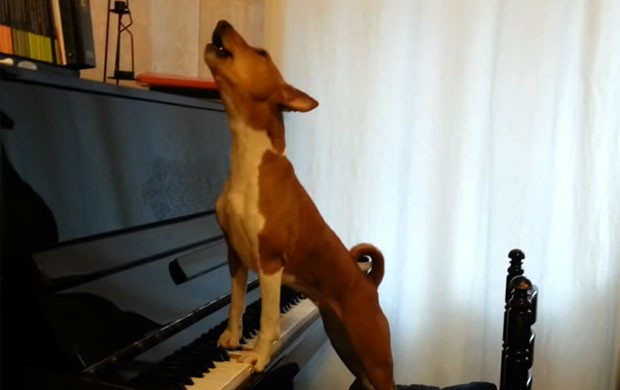 O curioso caso do cachorro pianista (e cantor!)