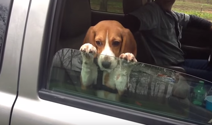 Beagle janela carro