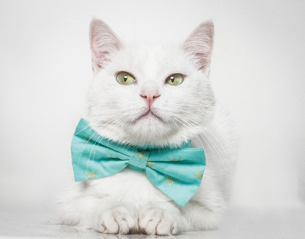 Fotógrafa criou agência de modelo para gatos (Foto: Ana Paula Amaral)