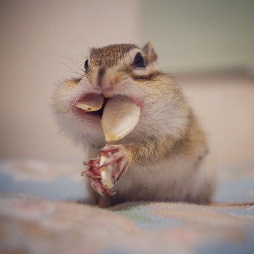 bikke-comida