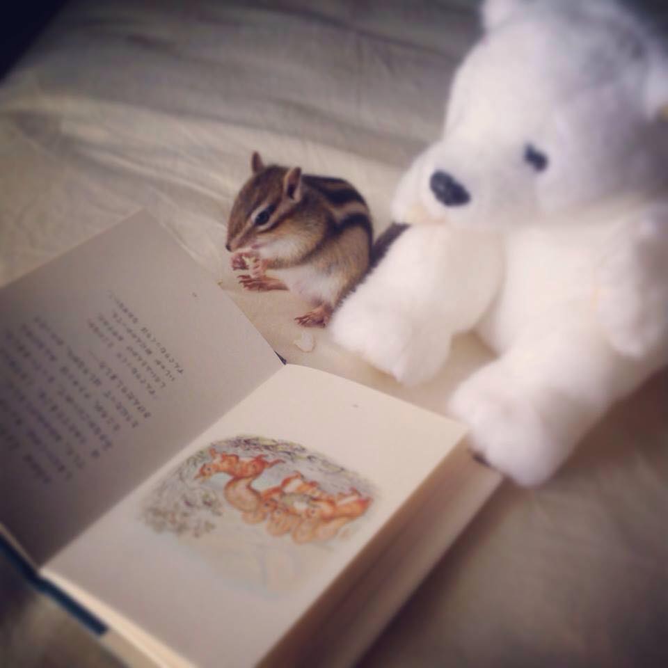 bikke-livros