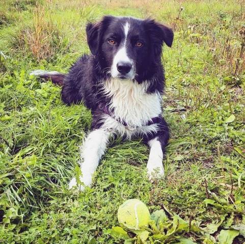 border-collie-reprodu%c3%a7%c3%a3o-instagram-cadydids