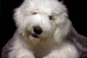 Cachorro branco