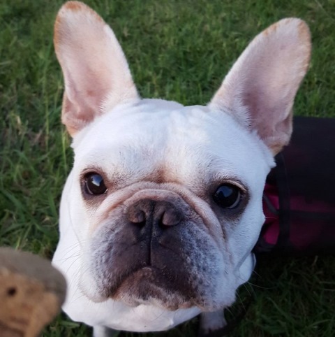 buldogue-franc%c3%aas-reprodu%c3%a7%c3%a3o-instagram-herzogthedog