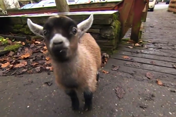 Filhote de cabra abandonado é adotado por donos de atração turística e caso faz sucesso na internet