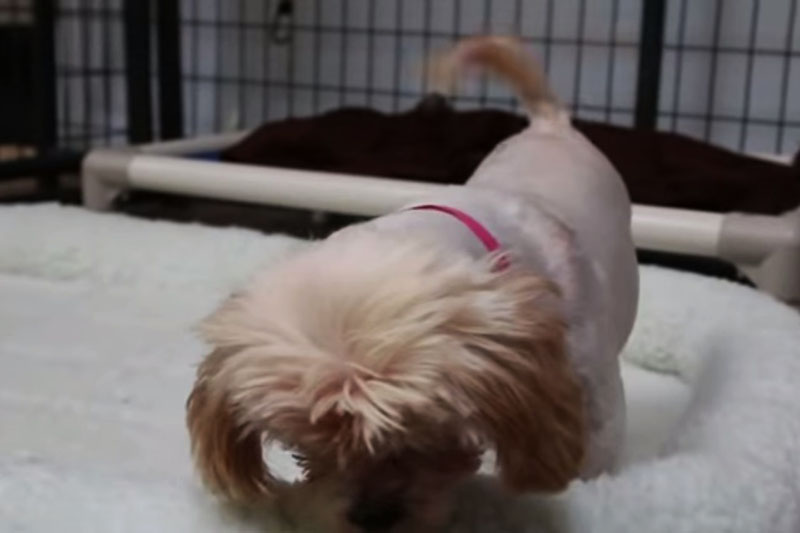 Cachorrinha resgatada de 9 anos de idade experimenta uma cama confortável pela primeira vez