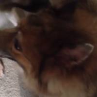 Cachorrinho da Raça Lulu da Pomerânia Tenta Mostrar seu Lado Bravo, Mas  Vídeo Não Sai Como Esperado - Lulu da Pomerânia