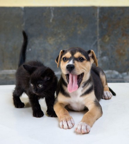 cachorro-e-gato-da-suipa-sociedade-uni%c3%a3o-internacional-protetora-dos-animais_1-jpg