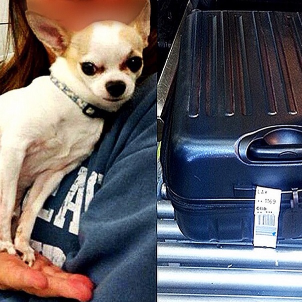 Chihuahua é encontrado em mala que seria despachada nos EUA