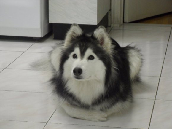 cachorro-gato1