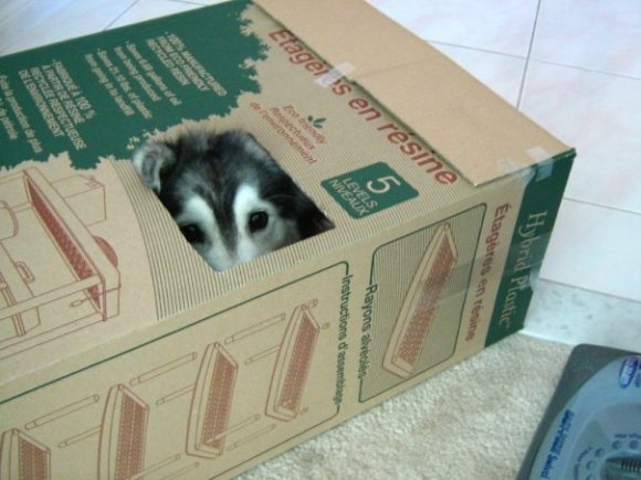 cachorro-gato2