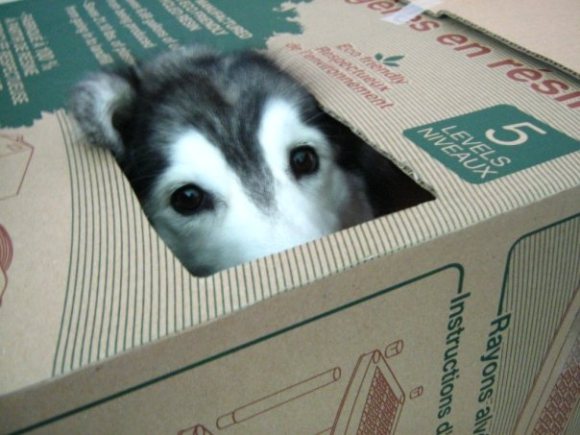 cachorro-gato3