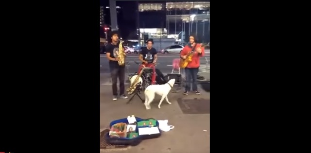 cachorro-paulista