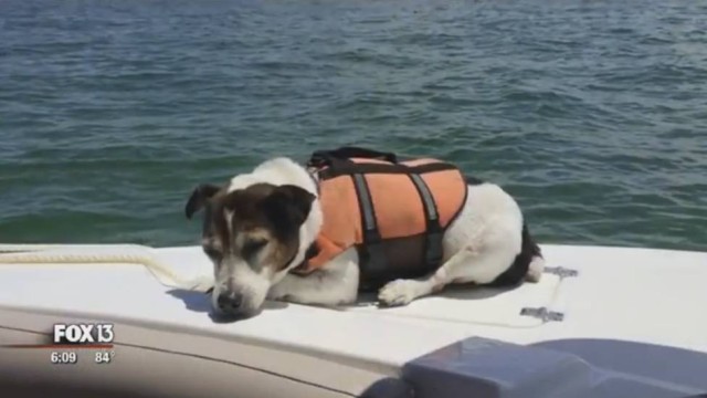Cãozinho passou 3 horas sozinho em alto mar