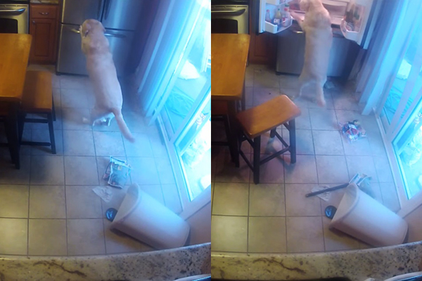 Dono usa câmera para flagrar seu cachorro assaltando a geladeira em vídeo divertido; assista