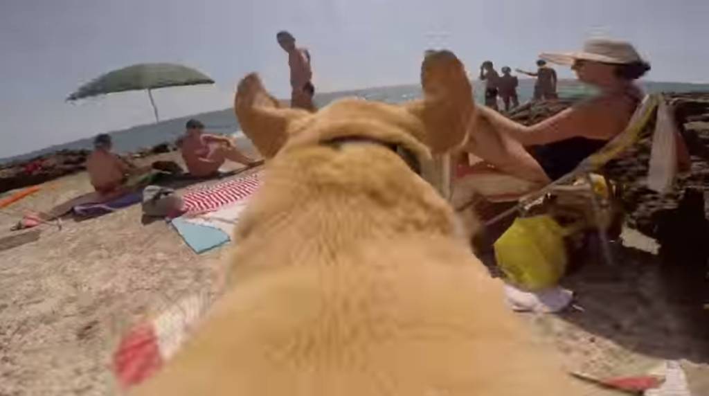 Vídeo: a afobação de um labrador para mergulhar no mar