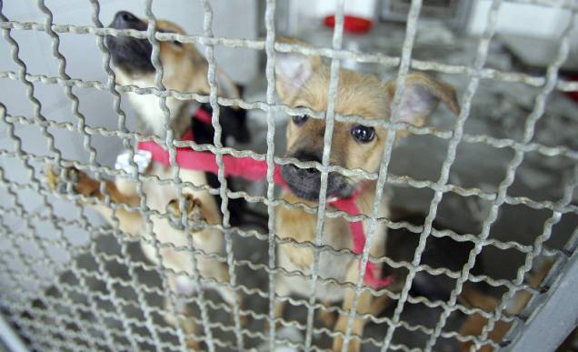 Cachorros à espera de adoção no canil do Centro de Controle de Zoonoses