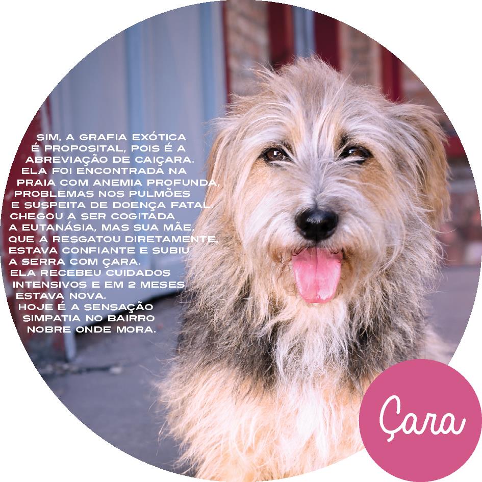 Festa do Dia dos Animais terá lançamento do calendário Celebridade Vira-lata