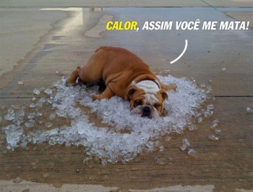 Tá calor! Veja os melhores memes sobre as altas temperaturas deste