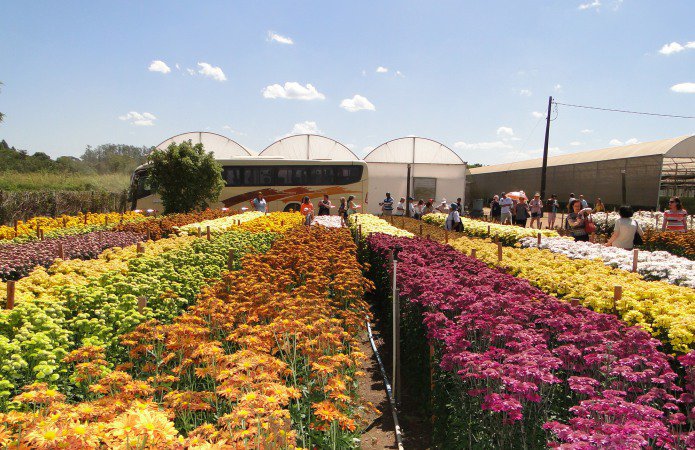 Campo de flores, em Holambra, parte do passeio turístico disponível ao visitante