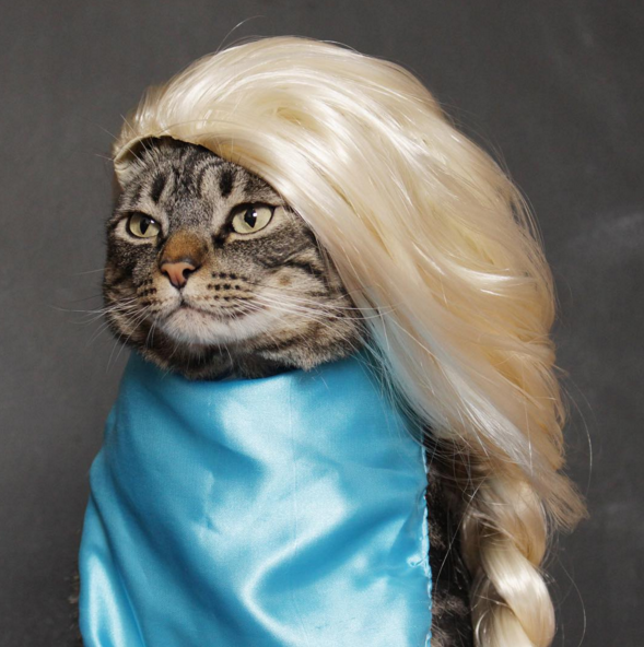 cansei-de-ser-gato-2