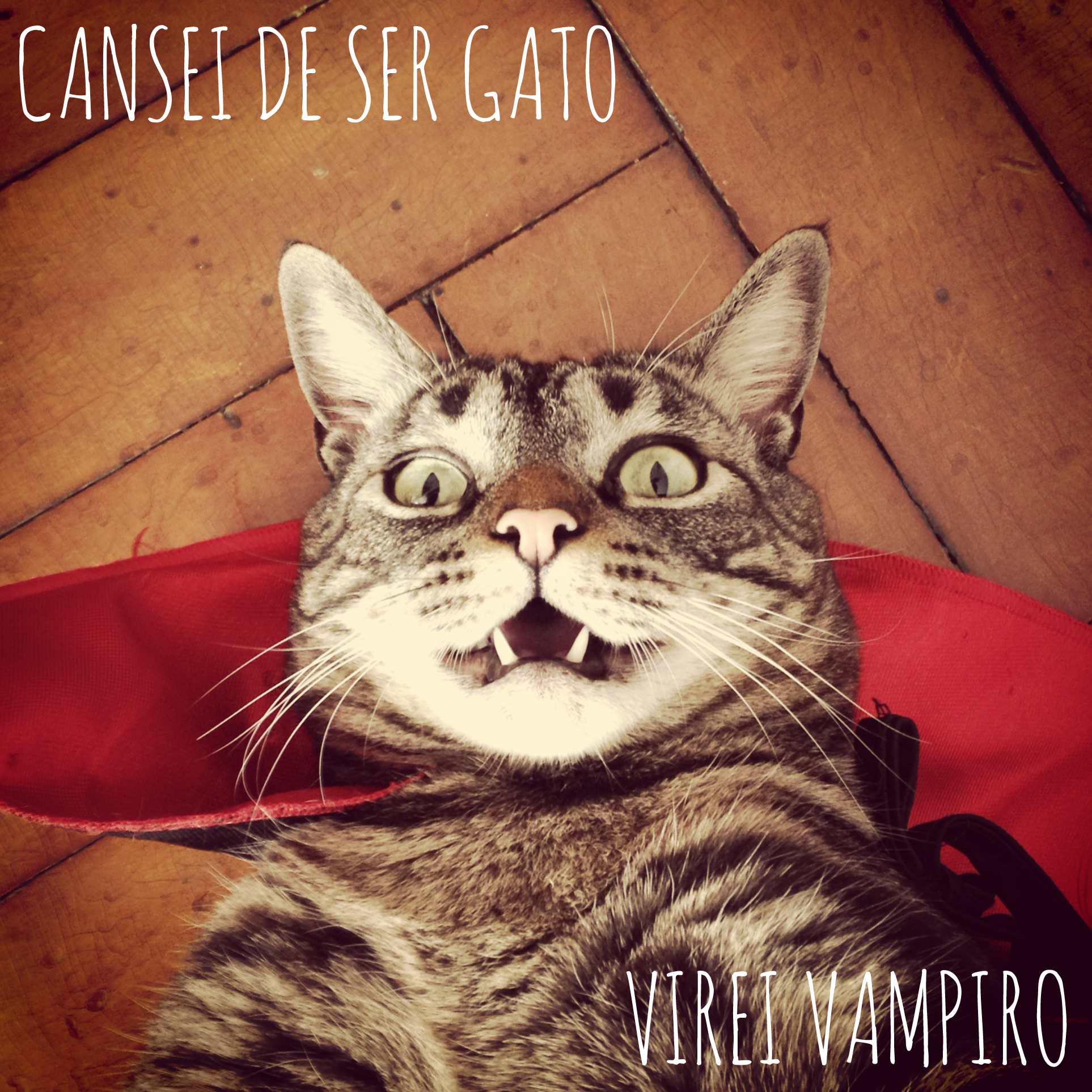 Virei um sucesso: página do Facebook Cansei de Ser Gato ganhará livro e site