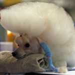 Subaru 4 year old toy poodle from South Korea is groom during 9 th Thailand International Dog show in Bangkok on Thursday 24 June 2010.(AP Photo/Sakchai Lalit)