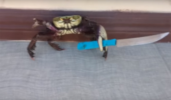 Conheça o caranguejo armado que virou sensação na internet